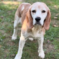 Polka CAA16031, chienne à adopter