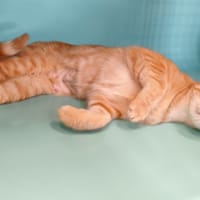 JONQUILLE, chatte à adopter