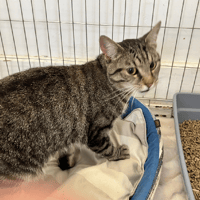 IGRIS, chat à adopter