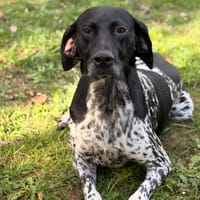 Tess CAA16030, chienne à adopter