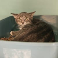 FICELLE, chat à adopter