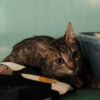 ENDIVE 2, chatte à adopter
