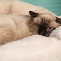 MYSTER, chat à adopter