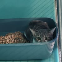 FRICADELLE, chatte à adopter