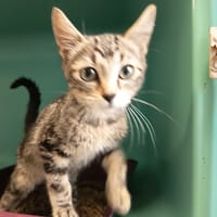 CARADOC C, chat à adopter