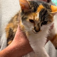 TEODORA, chatte à adopter