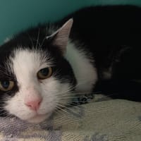 TAKUMI C, chat à adopter