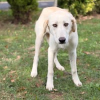 Jade CAA16026, chienne à adopter