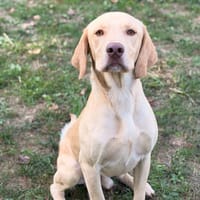 Rayo CAA16021, chien à adopter