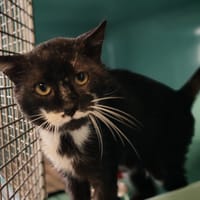 BOOM, chat à adopter