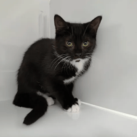 Fila, chatte à adopter