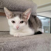 MOUSTIQUE, chat à adopter