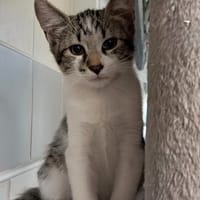 KARTUL, chat à adopter