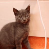 TOPAZE, chatte à adopter