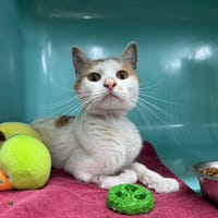 BANANE, chat à adopter