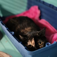 GALA, chatte à adopter