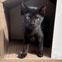 Guppy, chatte à adopter