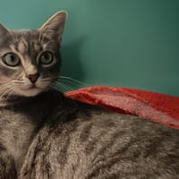 BELADONE C, chatte à adopter