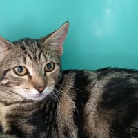 KOICHI C, chat à adopter