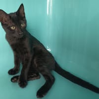 SHOJI C, chat à adopter