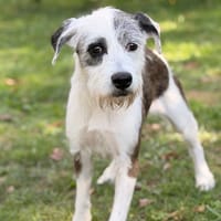 Sally CAA16018, chienne à adopter