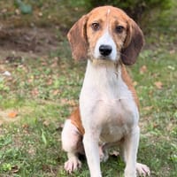 Oscar CAA16027, chien à adopter