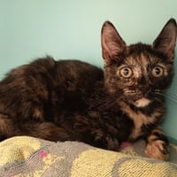 HACHI C, chatte à adopter