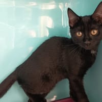 SACHIKO C, chatte à adopter