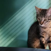 ELLIS, chat à adopter