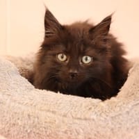 ONYX, chatte à adopter
