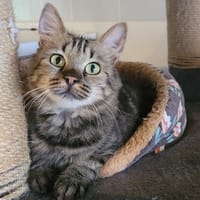 VIDA, chatte à adopter