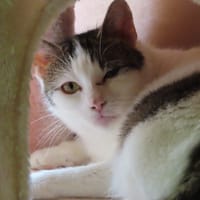 FLASHY, chatte à adopter