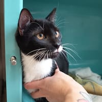 SHIN C, chat à adopter