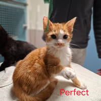 Perfect, chat à adopter