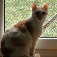 PRALINE, chatte à adopter