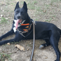 Thaina, chienne à adopter