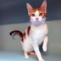 Cajoline, chatte à adopter