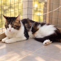 Tao, chat à adopter