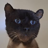 MOKA, chat à adopter