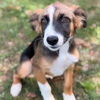 Zigota CAA16028, chienne à adopter
