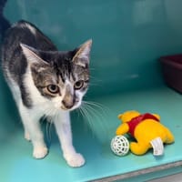 SUZY (a trouvé sa famille), chatte à adopter