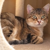 Pedro [FIV+], chat à adopter