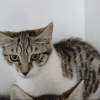 Zazie, chatte à adopter