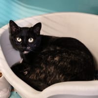 XENA, chatte à adopter
