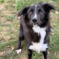 Sultan CAA16016, chien à adopter