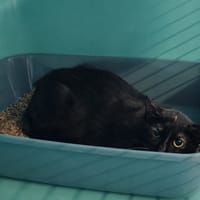XINTHIA, chatte à adopter