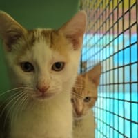 SUNNY, chatte à adopter