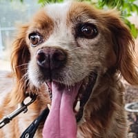 JAVA, chienne à adopter