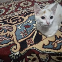 MORGAN, chat à adopter