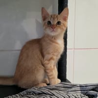 KARTOSHKA, chatte à adopter